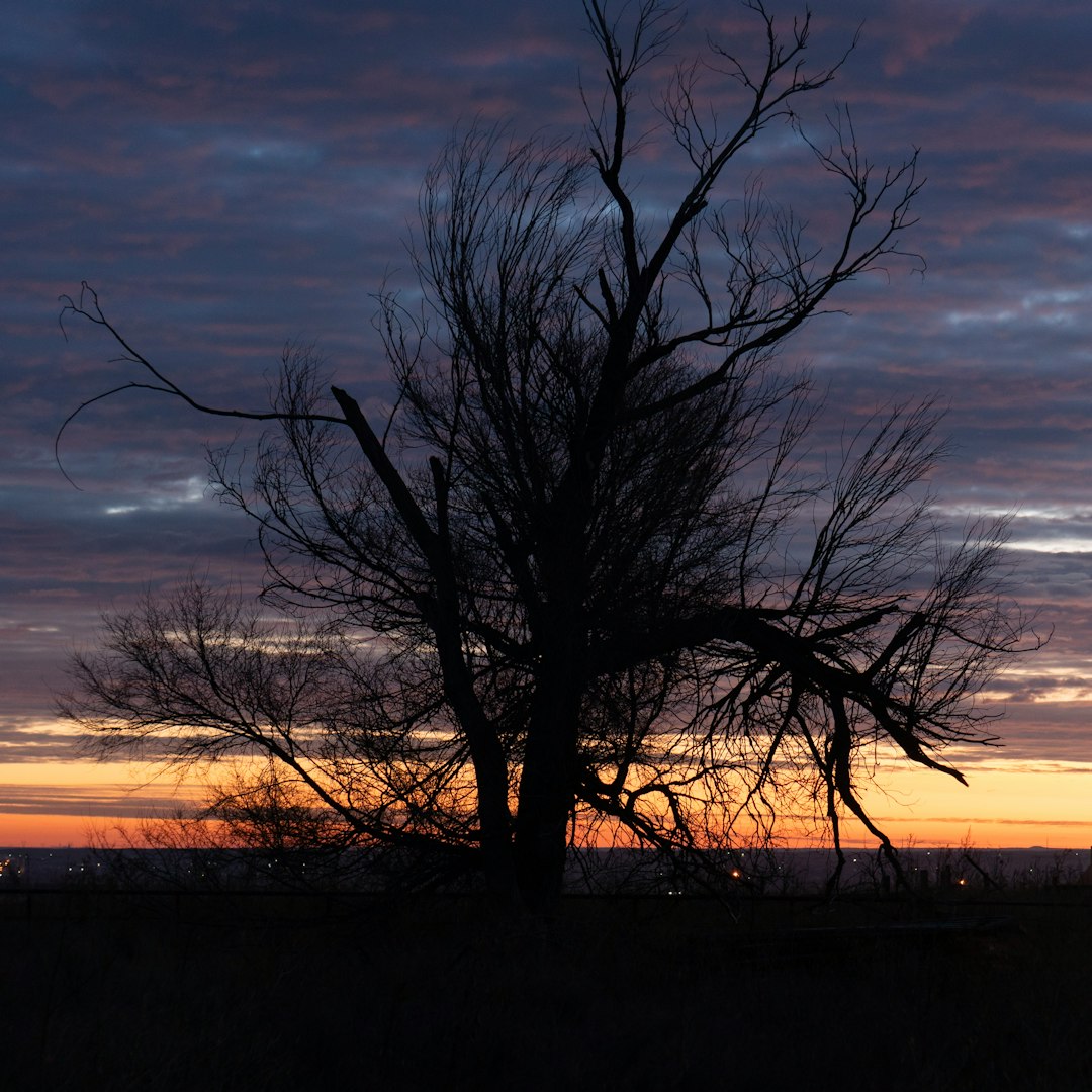 home confinement rules — Silhouette of a bare tree against a colorful sunset sky